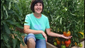 #9 Обзор самых ранних сортов томатов. Минусинские, крупноплодные, грунтовые и Гномы. 06 июля 2024 г.