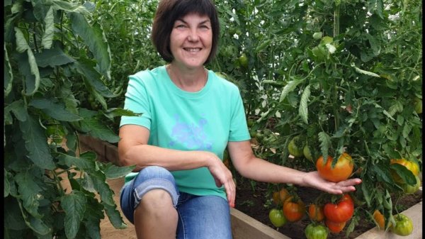 #9 Обзор самых ранних сортов томатов. Минусинские, крупноплодные, грунтовые и Гномы. 06 июля 2024 г.