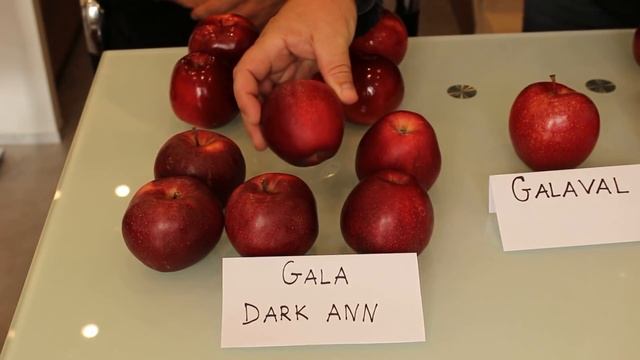 Jaką mutację Gali wybrać? Nowości GALA DARK ANN/ GALAVAL/ BROOKFIELD/ SCHNIGA SCHNICO RED смотреть онлайн