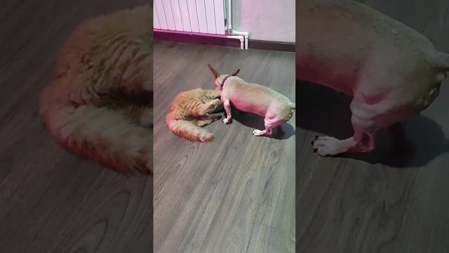 борьба или игра кошки с собакой