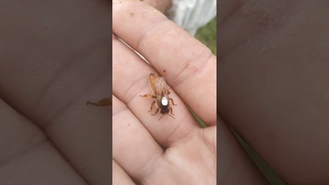 Пчела Бакфаст #shorts #пчеловодство смотреть онлайн