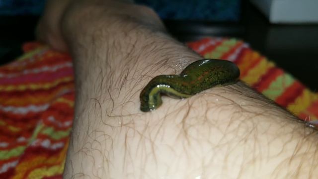 Feeding Pet Leech, How Much Weight Will It Gain, Leech facts смотреть онлайн