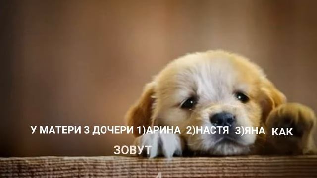 ТЕСТ НА ИНТЕЛЛЕКТ смотреть онлайн