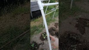 Высокий огуречник-парник спаяла из полипропиленовой трубы? Зачем и почему?