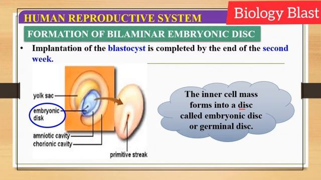 #implantation #biology #ectoderm #mesoderm #endoderm #neet2021 смотреть онлайн
