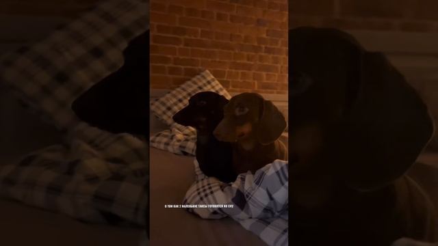 О ТОМ КАК 2 МАЛЕНЬКИЕ ТАКСЫ ГОТОВЯТСЯ КО СНУ