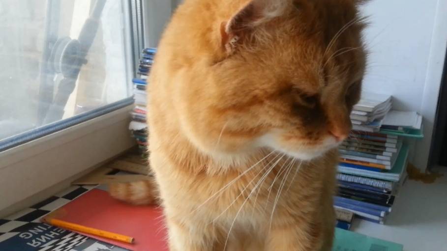 С добрым утром, Мишка! смотреть онлайн