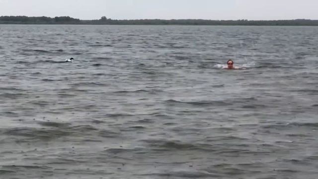 На озере в окружении уточки смотреть онлайн