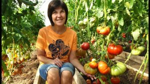 #10 Как вырастить рекордные помидоры? Обзор урожая крупноплодных сортов в теплице. 28 июля 2024 г.