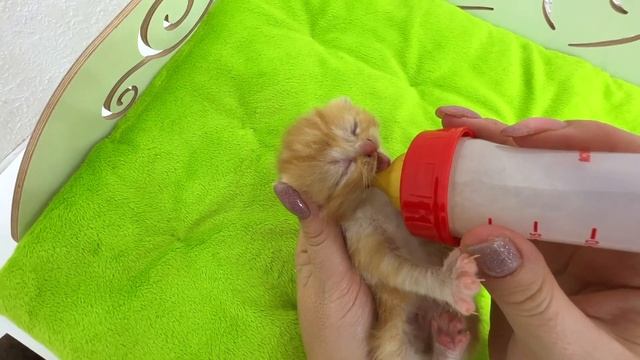 Momma cat doesn't have enough milk, feeding kittens from bottle смотреть онлайн