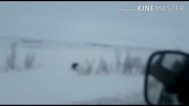 Зимник Ямала