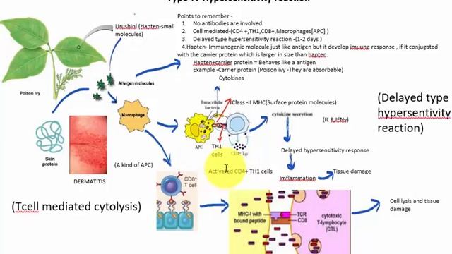 Type IV hypersensitivity reaction смотреть онлайн