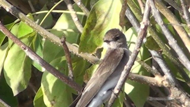 Rough-winged Swallow, golondrina aliaserrada (Stelgidopteryx serripennis) смотреть онлайн
