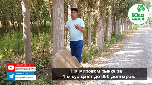Теракдан павловнияни даромади 10 баробар кўплигини биласизми? смотреть онлайн