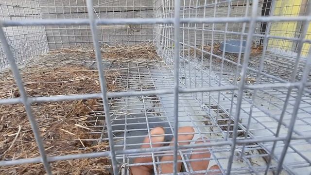 Кто съел крольчат! Наш опыт и меры предосторожности. смотреть онлайн