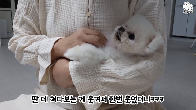 말 안 듣는 강아지를 혼냈더니...