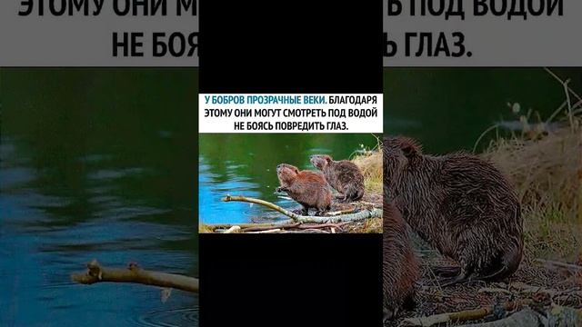 ПОЖАЛУЙСТА СЪЕШЬ БОБРА смотреть онлайн