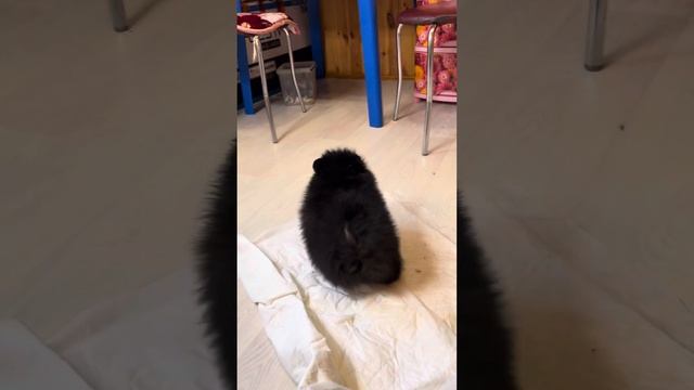 Шпиц чёрный мальчик смотреть онлайн