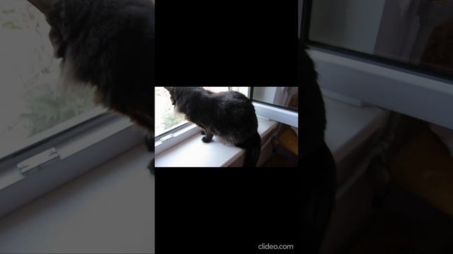 2017. Кошка Китти/ My cat Kitty/ Mi gata Kitty смотреть онлайн