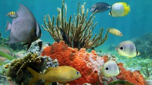 Залипательное и расслабляющее видео для детей и взрослых. Подводный мир. Релакс видео #relax