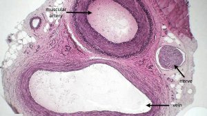 Сазонов С.В. 16. Артерия и вена