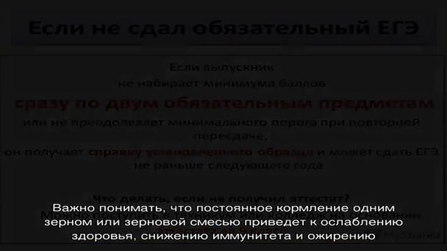 Все о питании морских свинок смотреть онлайн
