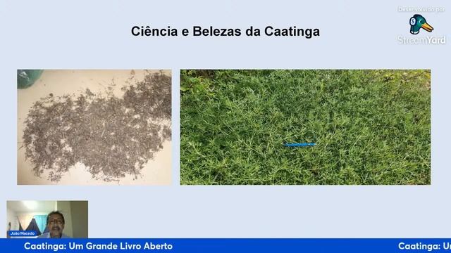 Live Dia da Caatinga смотреть онлайн