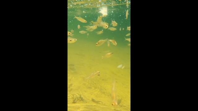 15 minutes of Beautiful Coral Reef Fish, Relaxing Ocean Fish, & Stunning Aquarium Relax Music смотреть онлайн