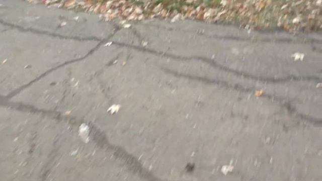 Осенняя прогулка с Каркушкой (серая ворона)