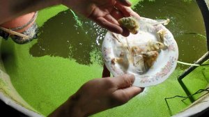 Выращивание осетров. Чем кормить рыбу в домашних условиях. Натуральный и живой корм в рационе осетра