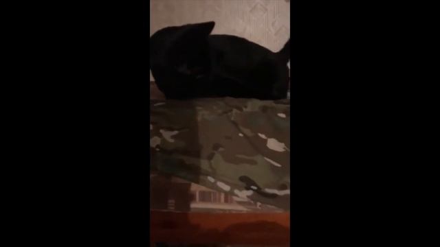 Кот Салем смотреть онлайн