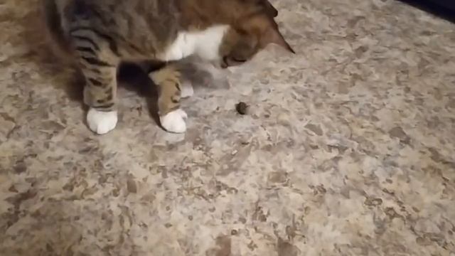 Кот и жук майский! смотреть онлайн