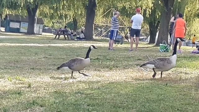 Озеро у Лотербурга Bassin des mouettes во Франции смотреть онлайн