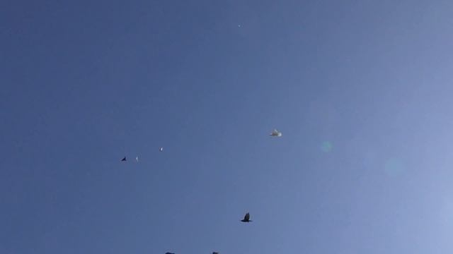 01.10.19. Голуби тренировка на тройку. Pigeons training for the top three смотреть онлайн