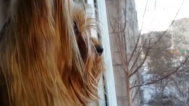Маленький Йорк всех загрыз смотреть онлайн