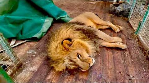 Нам нужно действовать ОЧЕНЬ БЫСТРО, ведь присыплять огромных львов и тигров не простая задача… смотреть онлайн