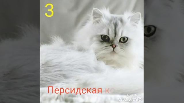 Топ 5 пород кошек смотреть онлайн