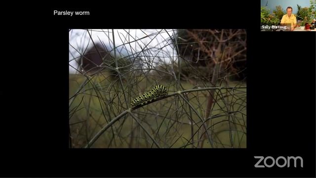 Virtual Plant Clinic: Good Plants for Pollinators смотреть онлайн