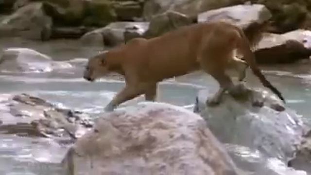 Пума против медвежонка