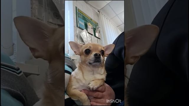 Боня🐶в ветклинике. Боится очень))). смотреть онлайн