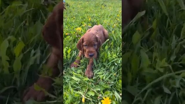 Питомник ирландских сеттеров Contario Ode, помет Д. Дата рождения 20.04.2022 смотреть онлайн