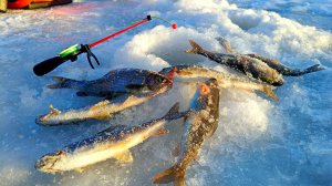 Мы НАШЛИ ХАРИУСА на КРАСИВОЙ РЕКЕ