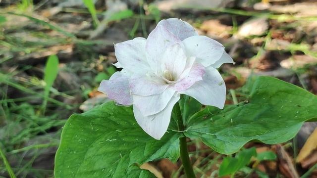 Редкие новинки цветов в нашем саду. Красивые белоснежки.