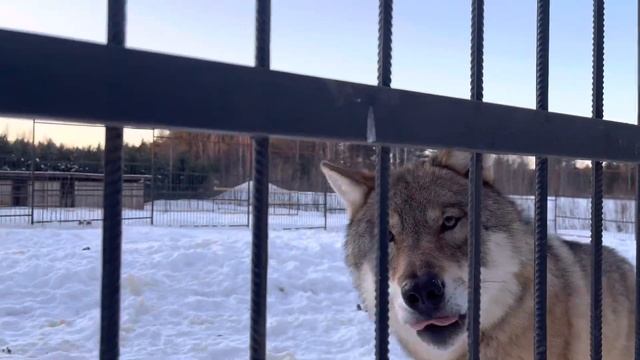 Вятский волк Лойно 🐺 #волк #wolf #питомник #kangal #animals #dogs смотреть онлайн