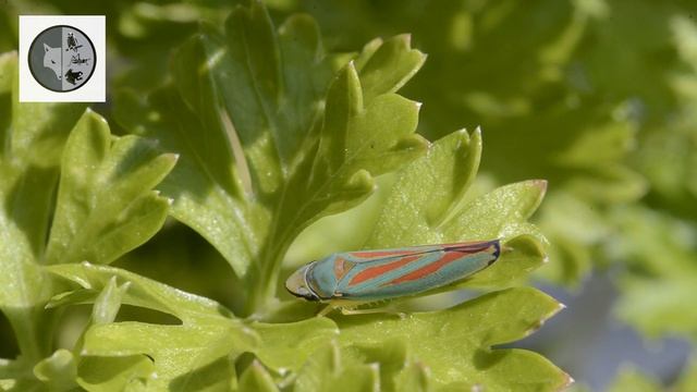 Candy-striped Leafhopper - Week no.37 - Films Nature Web TV смотреть онлайн