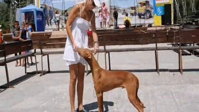 Fila Brasileiro & Pharaon