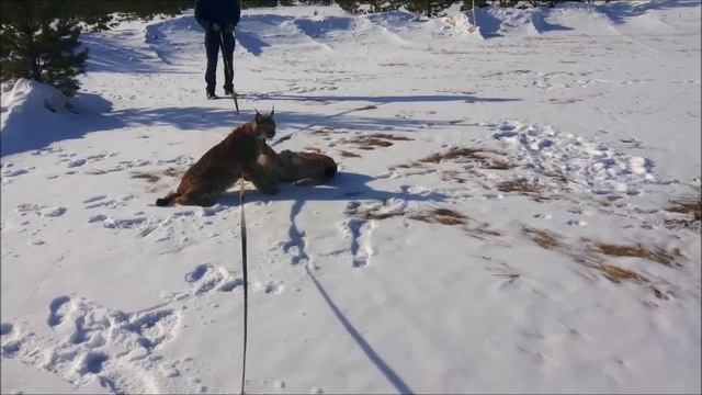 ХИЩНИКИ ИГРА. ПЕРВЫЙ СНЕГ смотреть онлайн