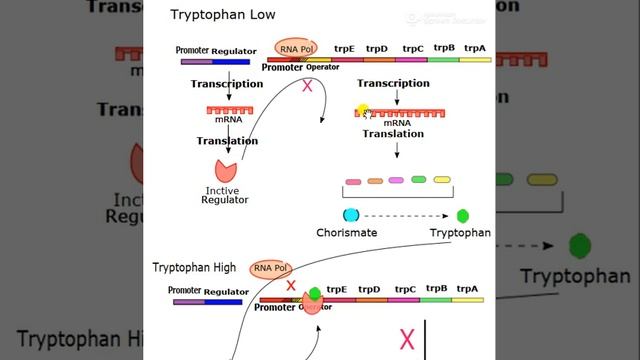 Tryptophan operon смотреть онлайн