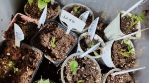 25.12.24.Зимовка крупнолистных гортензий в подвале. Почки набухли. Что делать?