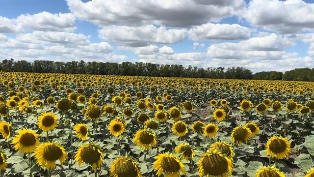 Подсолнечник 2024. Пересев. Что получилось…. смотреть онлайн